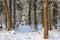 Winter landscape of mainly deciduous forest in sunset light