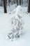 Winter landscape in a mixed pine-spruce forest, Scandinavia. Finnish nature