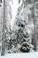 Winter landscape in a mixed pine-spruce forest, Scandinavia. Finnish nature