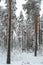 Winter landscape in a mixed pine-spruce forest, Scandinavia. Finnish nature