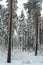 Winter landscape in a mixed pine-spruce forest, Scandinavia. Finnish nature