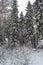 Winter landscape in a mixed pine-spruce forest, Scandinavia. Finnish nature