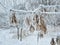 Winter landscape. A mood of gloomy timelessness. Snow-covered flowers and grass and ash branches. Selective focus