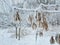 Winter landscape. A mood of gloomy timelessness. Snow-covered flowers and grass and ash branches. Selective focus