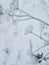 Winter landscape. Mood of gloomy timelessness. Snow-covered flowers and grass. Selective focus