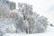 Winter landscape, Moscow, Russia. Nice snowy trees overlooking modern building