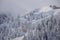 Winter landscape mountain with white pines