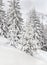 Winter landscape of mountains with of fir forest in snow. Carpathian mountains