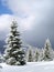 Winter landscape of mountains with of fir tree forest and glade in snow under forthcoming snow windstorm. Carpathian mountains