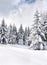 Winter landscape of mountains with path with footprints in snow following in fir forest and glade. Carpathian mountains