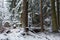 Winter landscape of old coniferous stand of Bialowieza Fores