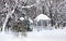 Winter landscape in old park in Temerin, Serbia