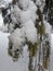 Winter landscape. Painting. Snow. Twigs of pine, spruce