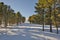 Winter landscape. Panorama of Altai Mountains. Cedar