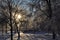 Winter landscape in the Park. Frosty trees in a snowy forest on a Sunny morning