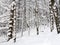 Winter landscape with path with footprints in snow following in fir forest