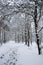 winter landscape - path in snowy forest