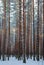 Winter landscape of pine forest. The evening sunset sun breaks through the trunks of pine trees.