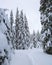 Winter landscape. Pine trees stand in snow swept mountain meadow. Footpath leads to the mysterious foggy forest. Touristic place.