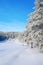 Winter landscape with pines