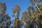 Winter landscape, pines in winter snow.