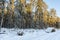 Winter landscape, pines in winter snow.