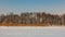 Winter landscape. reed and trees. coast of the snow lake