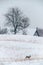 Winter landscape and Roe deers walking