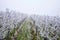 Winter landscape, rows of vineyards with hoarfrost