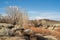 Winter landscape rural California valley desert dry desert plants and winter trees