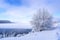 Winter landscape on the shore of a frozen lake with a tree in frost, Russia, Ural