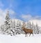 Winter landscape with sika deer  Cervus nippon, spotted deer  walking in the snow in fir forest