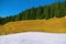 Winter landscape. Ski on a background of yellowed alpine herbs, pine trees and clear blue sky. Nature composition