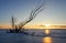 Winter landscape with snag on the frozen lake