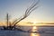 Winter landscape with snag on the frozen lake