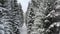 Winter landscape of the snow-covered Black Forest in Germany, drone flying on the road in the cedar forest