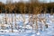 Winter landscape. Snow-covered field with dry stems of the Sosnovsky hogweed umbrella plant