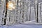 Winter landscape, snow-covered forest, thick layer of snow - Art Collection