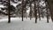 Winter landscape. Snow covers fir trees in the park