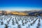 Winter landscape with snow, with a field of grapevines and clear blue sky, Trikala Korinthias.