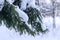 Winter landscape. Snow on fir branches. Blurry photography with a shallow depth of field. Snow-covered forest on a cold winter day