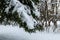 Winter landscape. Snow on fir branches. Blurry photography with a shallow depth of field. Snow-covered forest on a cold winter day