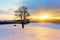 Winter landscape in snow nature with sun and tree