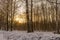 Winter landscape snow scene of frozen taiga forest with low winter setting sun rays shines through trees panoramic exterior detail