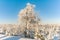 Winter landscape snow spruce pine trees forest sun