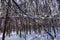 Winter landscape: snow in the thicket of the forest