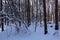 Winter landscape: snow in the thicket of the forest