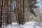 Winter landscape: snow in the thicket of the forest