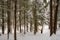 Winter landscape in the snowy canadian forest