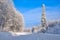 Winter landscape. Snowy forest. One fir tree covered with snow at the edge of the road. Russia. Siberia